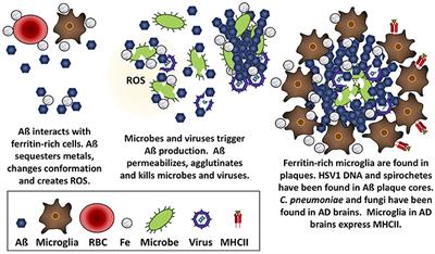 The Physiological Roles of Amyloid-β Peptide Hint at New Ways to Treat Alzheimer's Disease